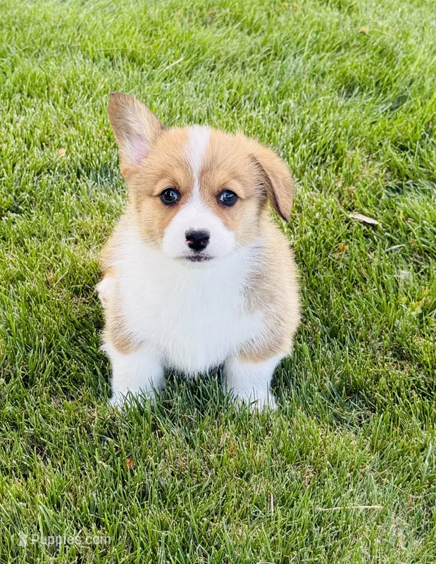 Sunny – Pembroke Welsh Corgi puppy for sale in Delta, CO