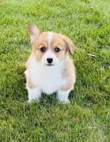 Sunny, a male Pembroke Welsh Corgi for sale in Delta, CO – 1 of 1