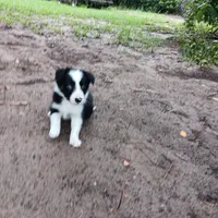 Apache, a male Border Collie for sale in Interlachen, FL – 4 of 5