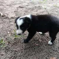 Blackfeet, a male Border Collie for sale in Interlachen, FL – 2 of 5