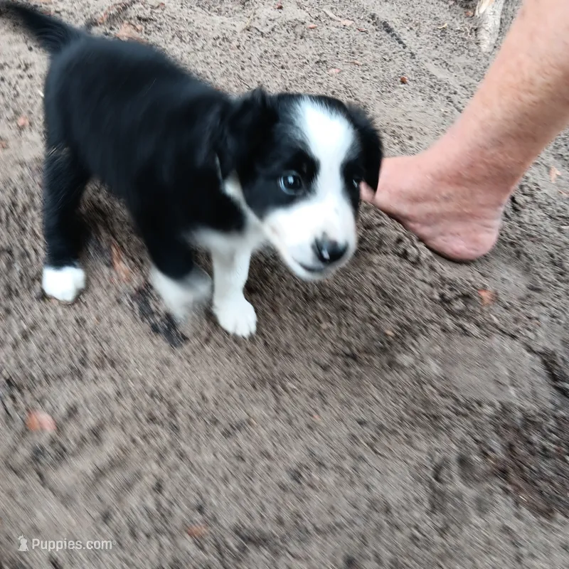 Comanche – Border Collie puppy for sale in Interlachen, FL