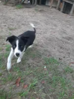 Cherokee, a male Border Collie for sale in Interlachen, FL – 4 of 10