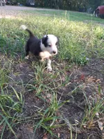 White, a male Border Collie for sale in Interlachen, FL – 5 of 5