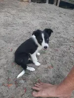 Cherokee, a male Border Collie for sale in Interlachen, FL – 2 of 10