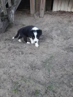 Star, a female Border Collie for sale in Interlachen, FL – Photo 3 of 5