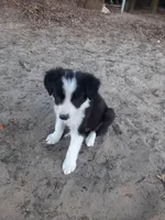 Star, a female Border Collie for sale in Interlachen, FL – Photo 4 of 5