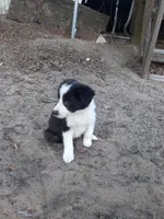 Star, a female Border Collie for sale in Interlachen, FL – Photo 2 of 5