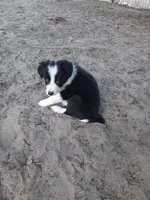 Star, a female Border Collie for sale in Interlachen, FL – Photo 5 of 5