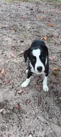 Sioux, a female Border Collie for sale in Interlachen, FL – 4 of 5