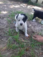 Star, a female Border Collie for sale in Interlachen, FL – 2 of 5