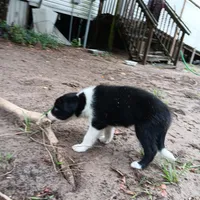 Cherokee, a male Border Collie for sale in Interlachen, FL – 4 of 4