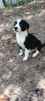 Osage, a male Border Collie for sale in Interlachen, FL – 2 of 5