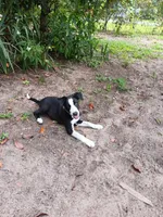 Cheyenne, a female Border Collie for sale in Interlachen, FL – 3 of 10