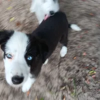White, a male Border Collie for sale in Interlachen, FL – 9 of 9