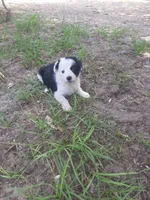 Star, a female Border Collie for sale in Interlachen, FL – 5 of 5