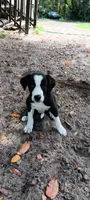 Cheyenne, a female Border Collie for sale in Interlachen, FL – 1 of 5