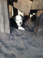 Red, a male Border Collie for sale in Interlachen, FL – 3 of 5