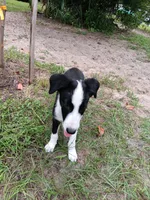 Osage, a male Border Collie for sale in Interlachen, FL – 5 of 10