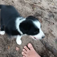Comanche, a male Border Collie for sale in Interlachen, FL – 2 of 5