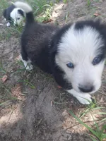 Blue, a male Border Collie for sale in Interlachen, FL – 2 of 5