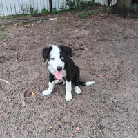White, a male Border Collie for sale in Interlachen, FL – 2 of 9