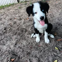 White, a male Border Collie for sale in Interlachen, FL – 3 of 9