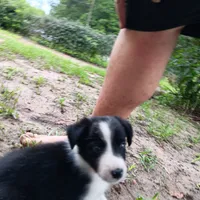 Cherokee, a male Border Collie for sale in Interlachen, FL – 2 of 4