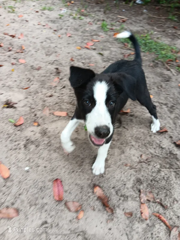 Cheyenne – Border Collie puppy for sale in Interlachen, FL