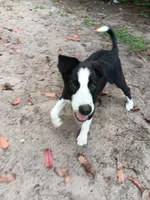 Cheyenne, a female Border Collie for sale in Interlachen, FL – 1 of 10