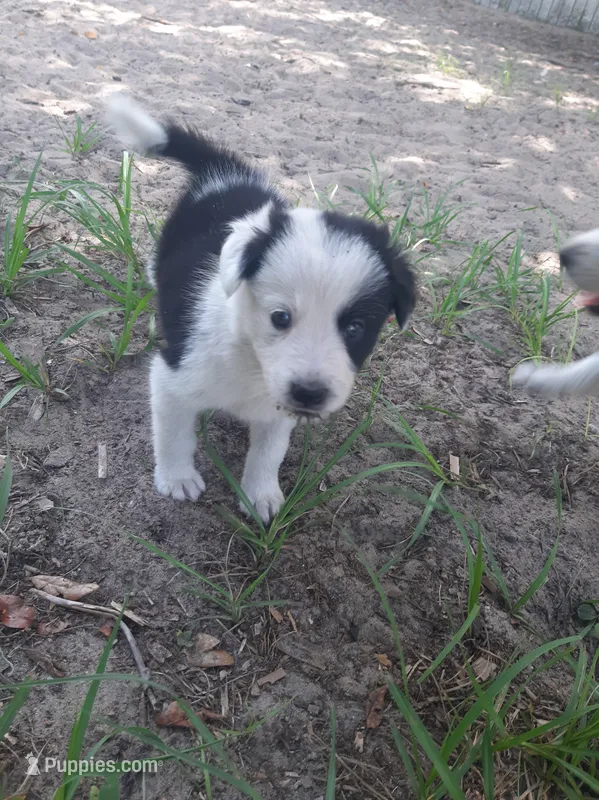 Star – Border Collie puppy on hold in Interlachen, FL