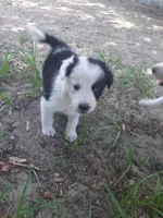 Star, a female Border Collie for sale in Interlachen, FL – 1 of 5
