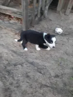 Claus, a male Border Collie for sale in Interlachen, FL – Photo 3 of 3