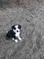 Claus, a male Border Collie for sale in Interlachen, FL – Photo 2 of 3