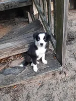 Claus, a male Border Collie for sale in Interlachen, FL – Photo 1 of 3