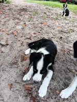 Osage, a male Border Collie for sale in Interlachen, FL – 7 of 10
