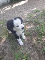 Blue, a male Border Collie for sale in Interlachen, FL – 5 of 5