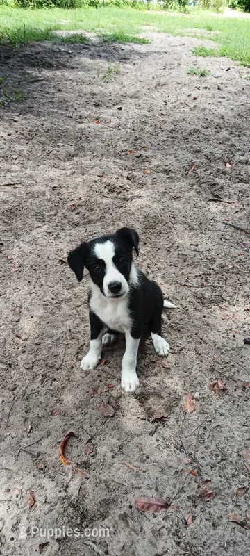 Sioux – Border Collie puppy for sale in Interlachen, FL