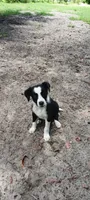 Sioux, a female Border Collie for sale in Interlachen, FL – 1 of 5
