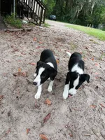 Osage, a male Border Collie for sale in Interlachen, FL – 9 of 10