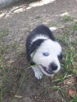 Blue, a male Border Collie for sale in Interlachen, FL – 4 of 5