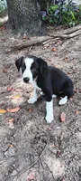 Cheyenne, a female Border Collie for sale in Interlachen, FL – 3 of 5