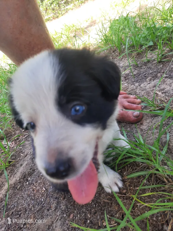 White – Border Collie puppy for sale in Interlachen, FL