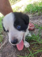 White, a male Border Collie for sale in Interlachen, FL – 1 of 5