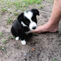Blackfeet, a male Border Collie for sale in Interlachen, FL – 4 of 5