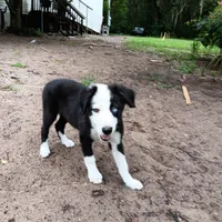 White, a male Border Collie for sale in Interlachen, FL – 5 of 9
