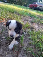 White, a male Border Collie for sale in Interlachen, FL – 2 of 5