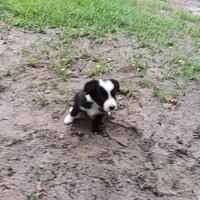 Blackfeet, a male Border Collie for sale in Interlachen, FL – 5 of 5