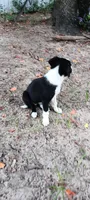 Sioux, a female Border Collie for sale in Interlachen, FL – 5 of 5