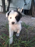 Star, a female Border Collie for sale in Interlachen, FL – 3 of 5
