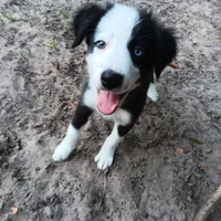 White, a male Border Collie for sale in Interlachen, FL – 7 of 9